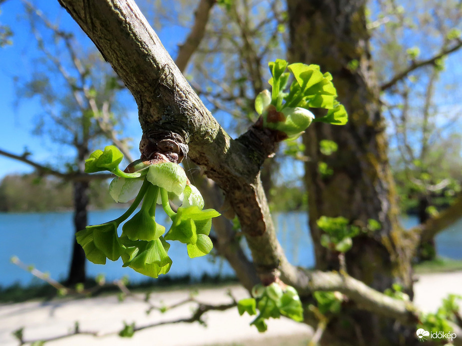 Bontogatja leveleit a Ginkgo biloba a tónál