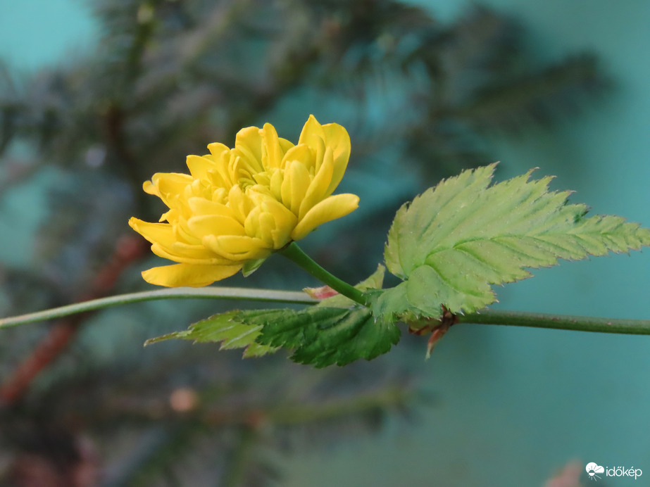 Virágzik a Boglárkacserje