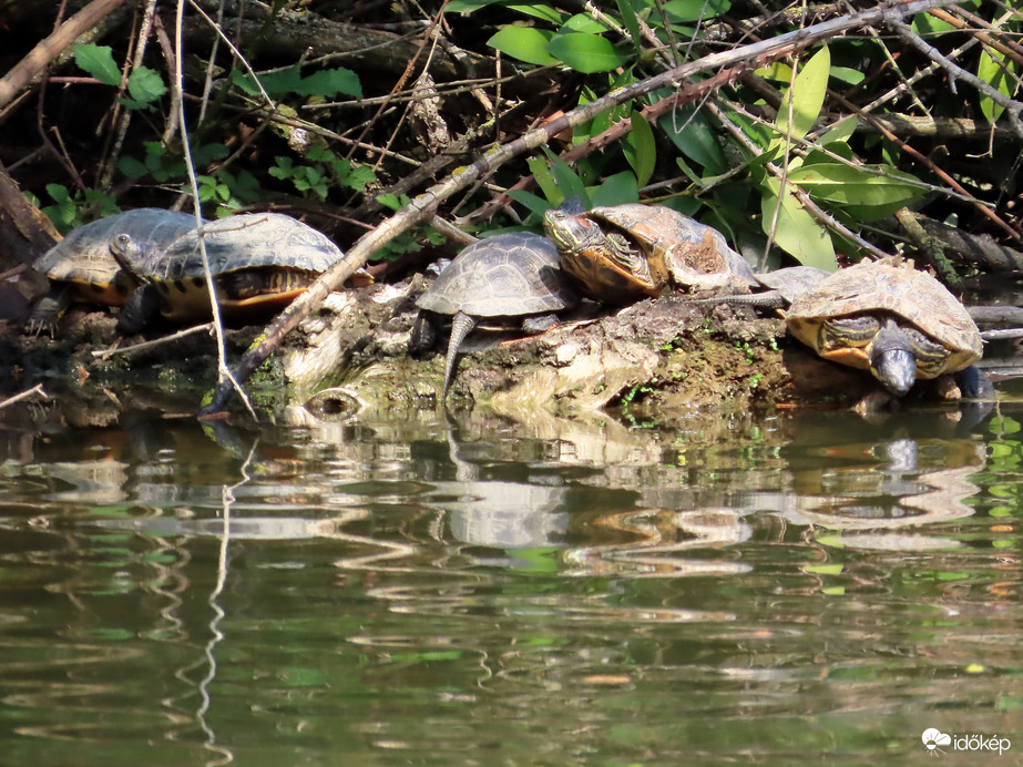 Napozó teknősök