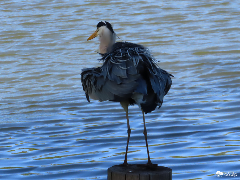 A Szürke gém kalandja a hallal