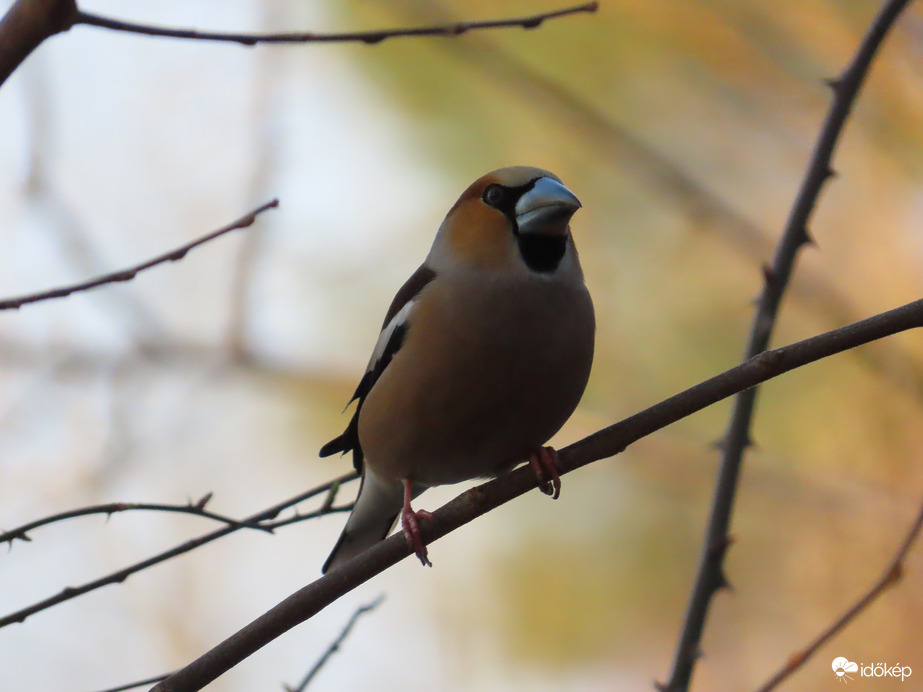 A Meggyvágó is megjelent