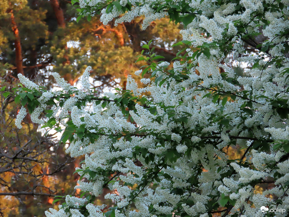 A háttér fái már fényben ragyognak