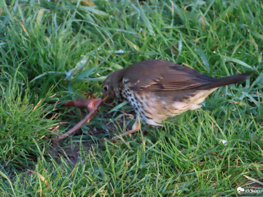 Megküzdök a reggelimért!