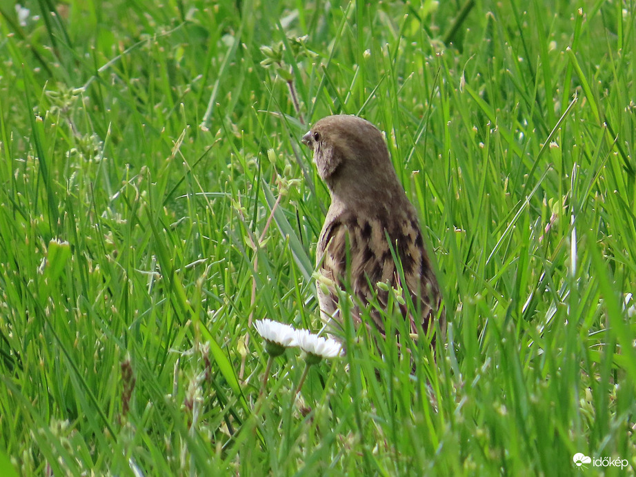Kikukucskálok a fű közül!
