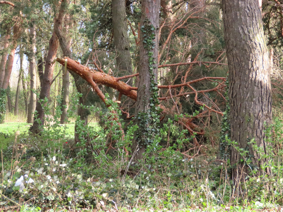 A szélvihar áldozata