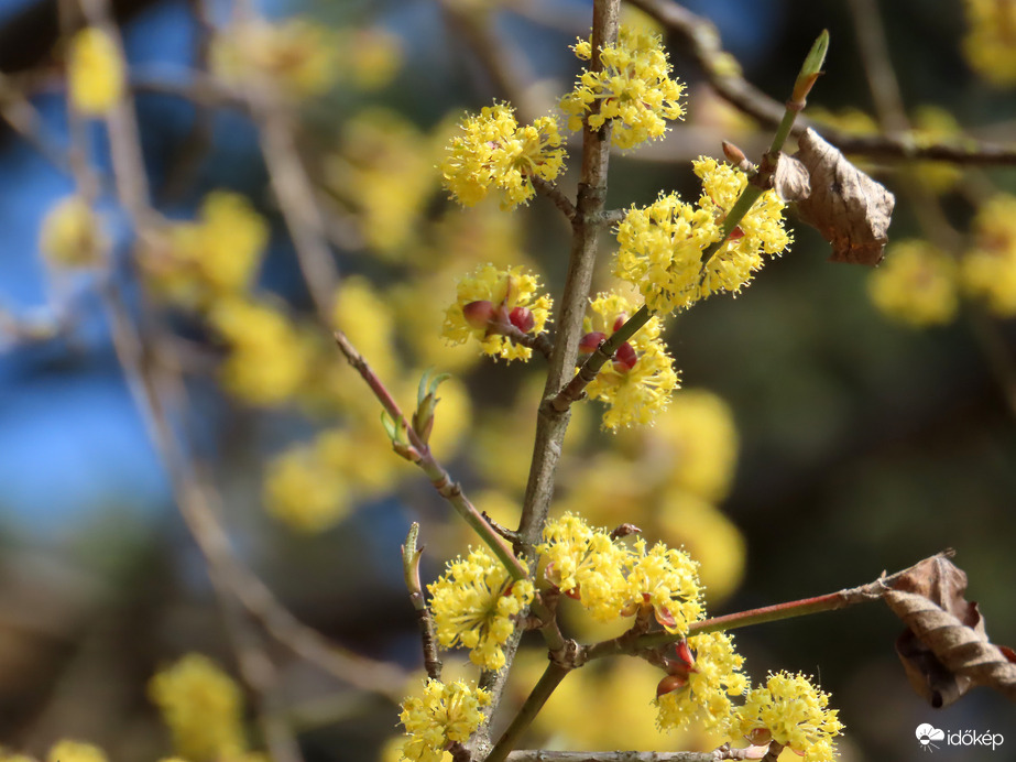 Már teljes pompában a Som