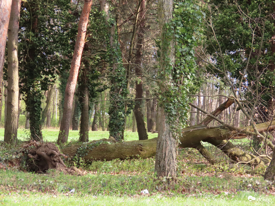 A szélvihar áldozata