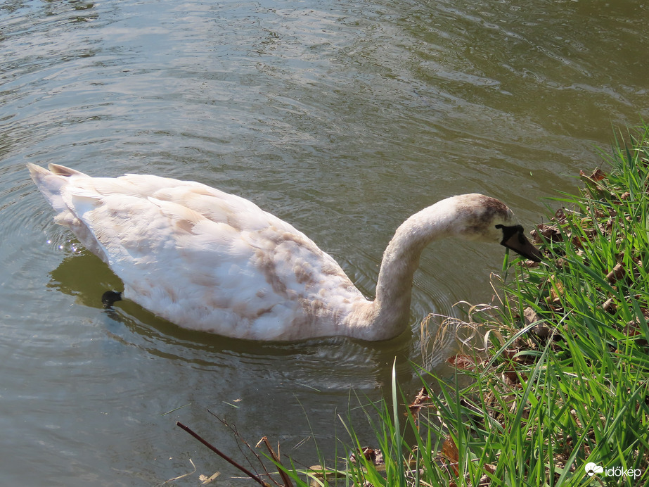 Legelésző Bütykös hattyú