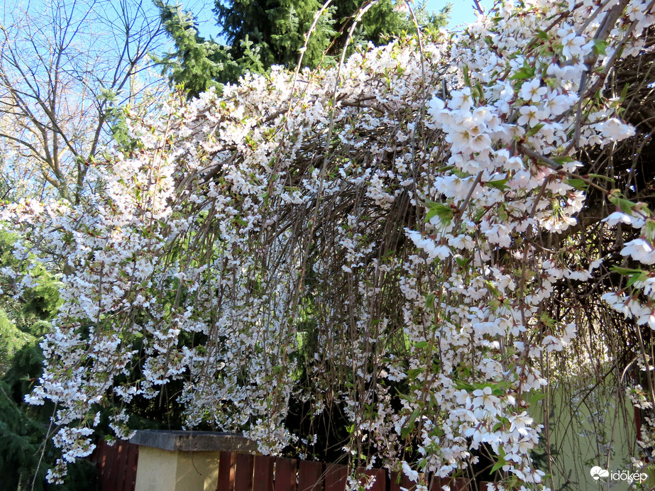 Csüngő virágú díszcseresznye