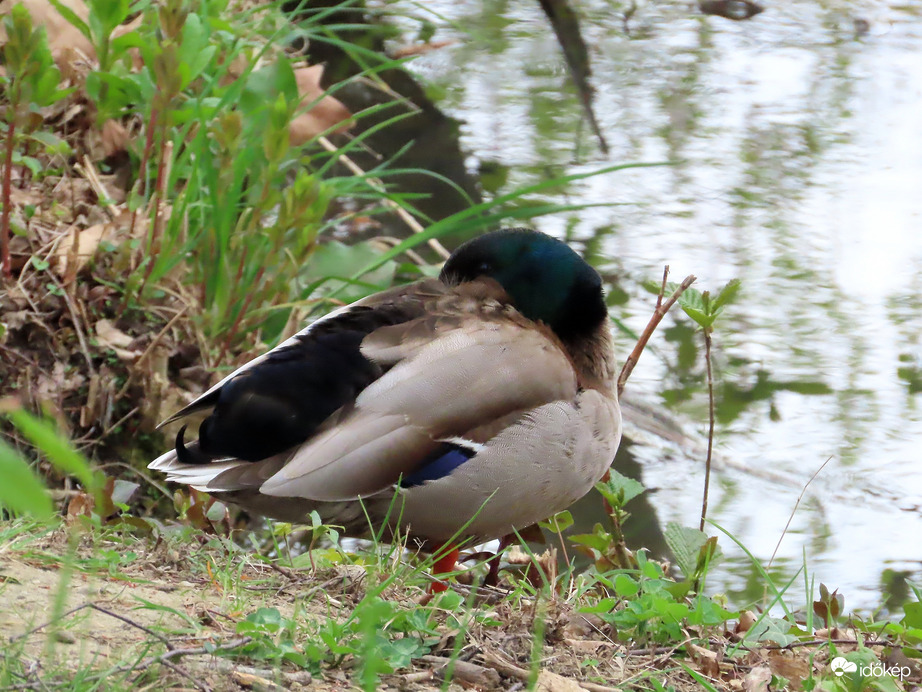 Engem hagyjatok pihenni!