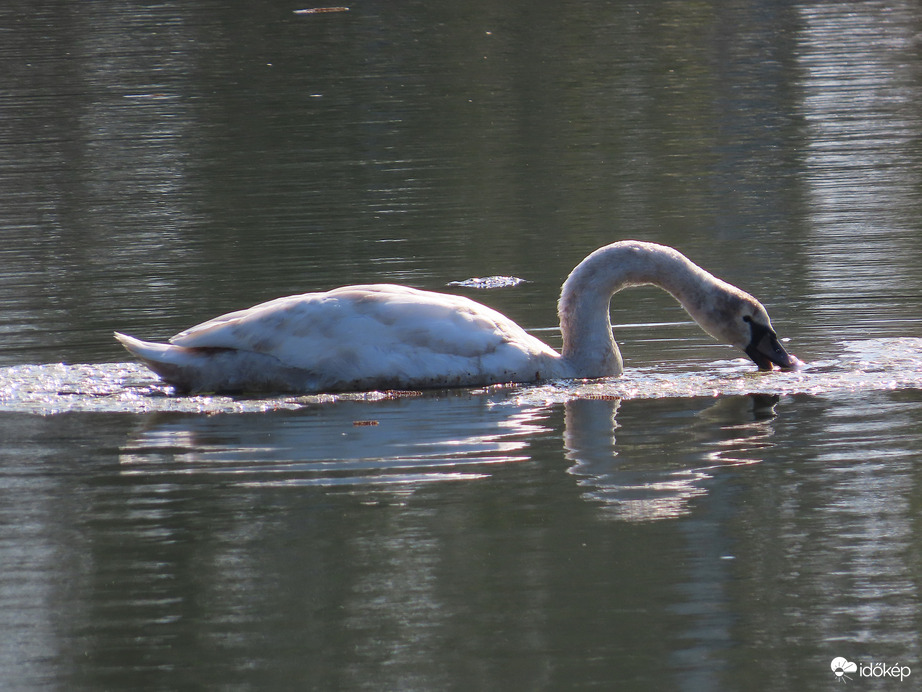 Fiatal Bütykös hattyú érkezett a tóra
