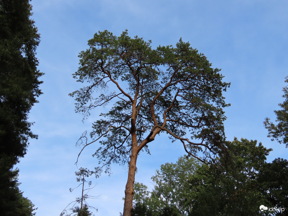 Arborétumi séta, Szeleste