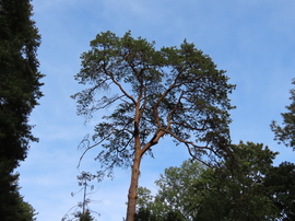 Arborétumi séta, Szeleste
