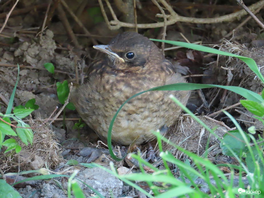 Sövény alatt kuporgó Fekete rigó fióka