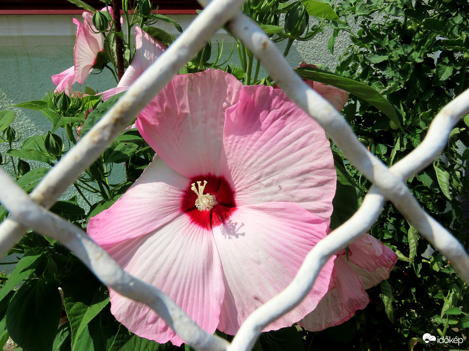 Mocsári hibiszkusz