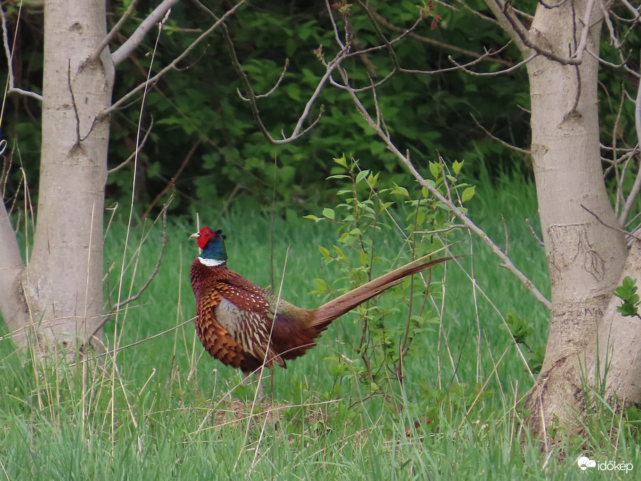 Megálltam egy fotóra!