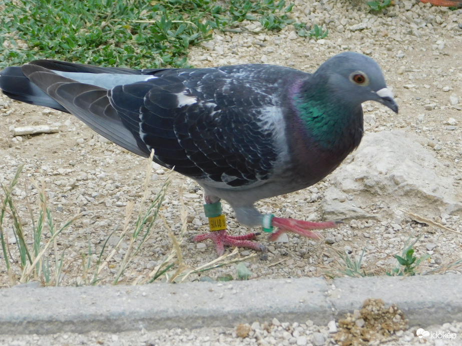 Sok gyűrűt kaptam