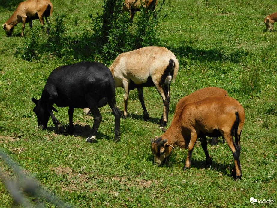 Kecskefarm