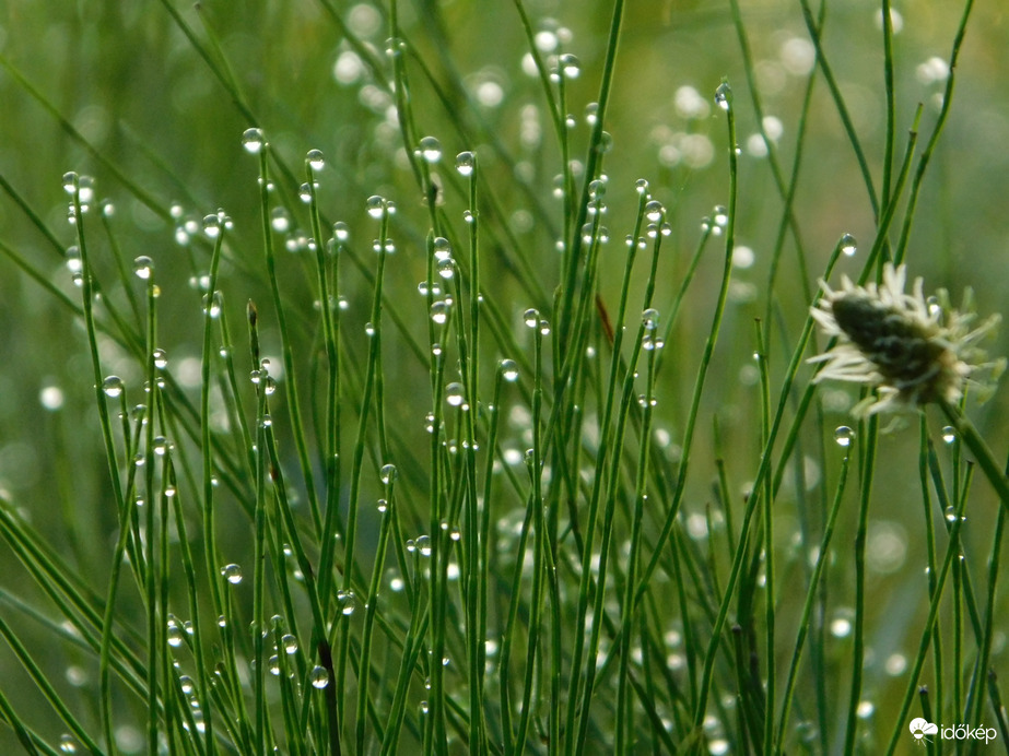 Harmatcseppek