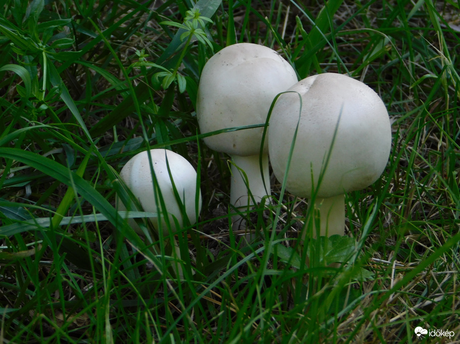 Gombák (milyen?)