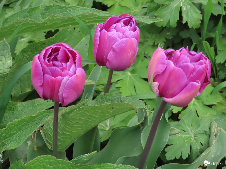 A Sportligetben láttam