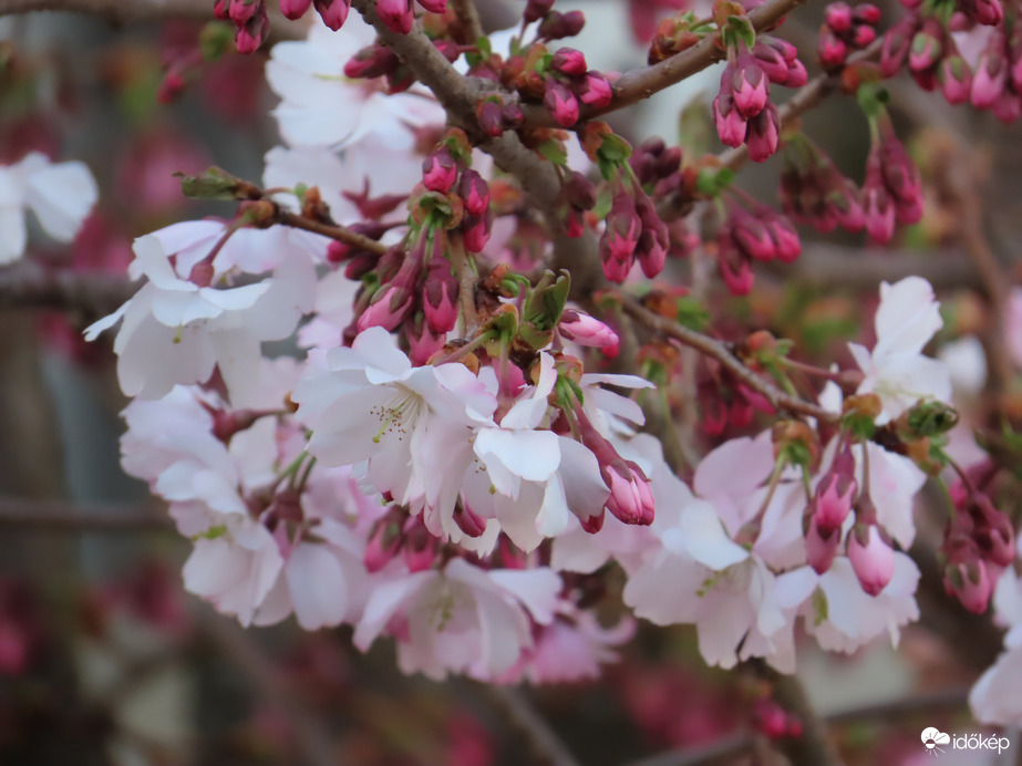 Virágzik a Japán díszcseresznye