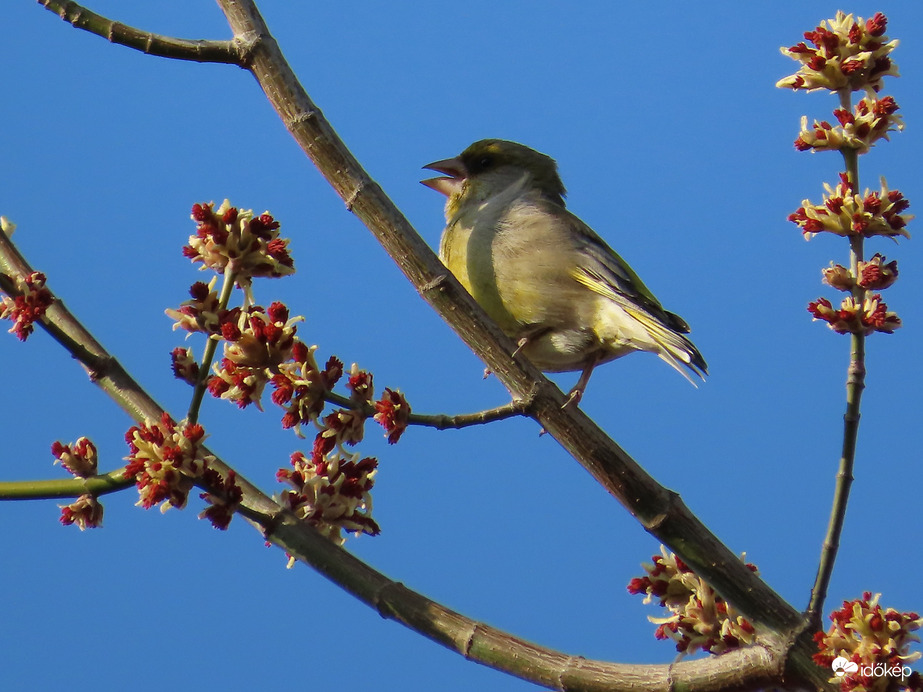 Madárdalos délután