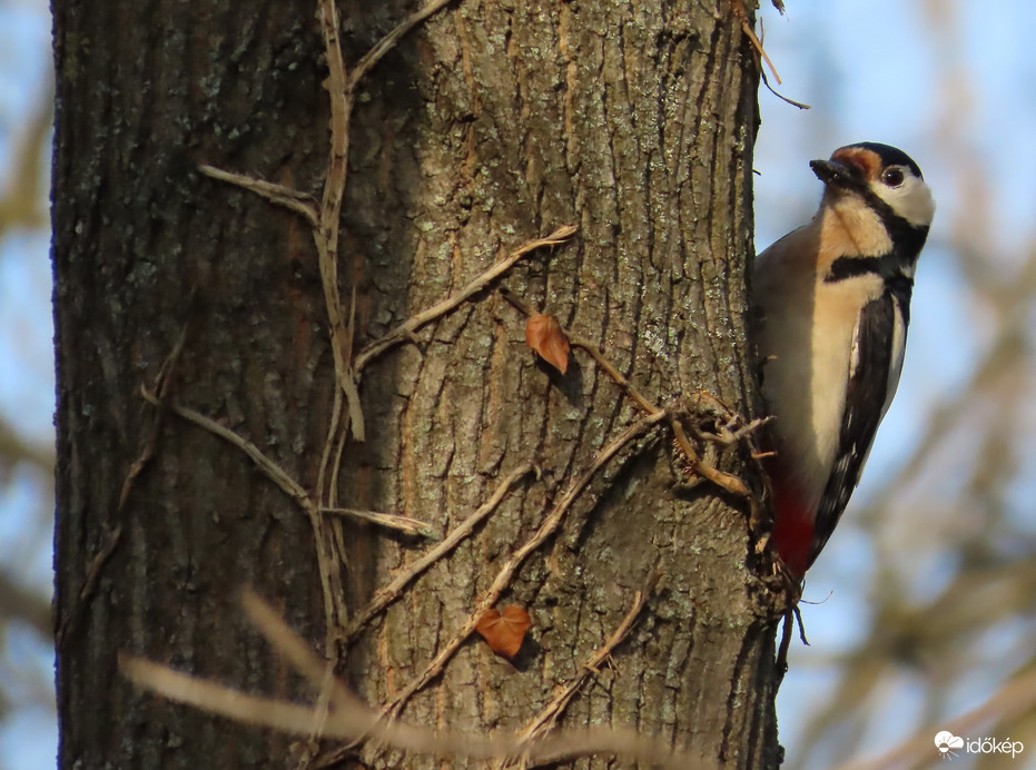 Bújócska a párommal
