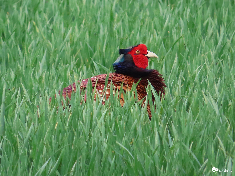 Én jobban előbújtam!