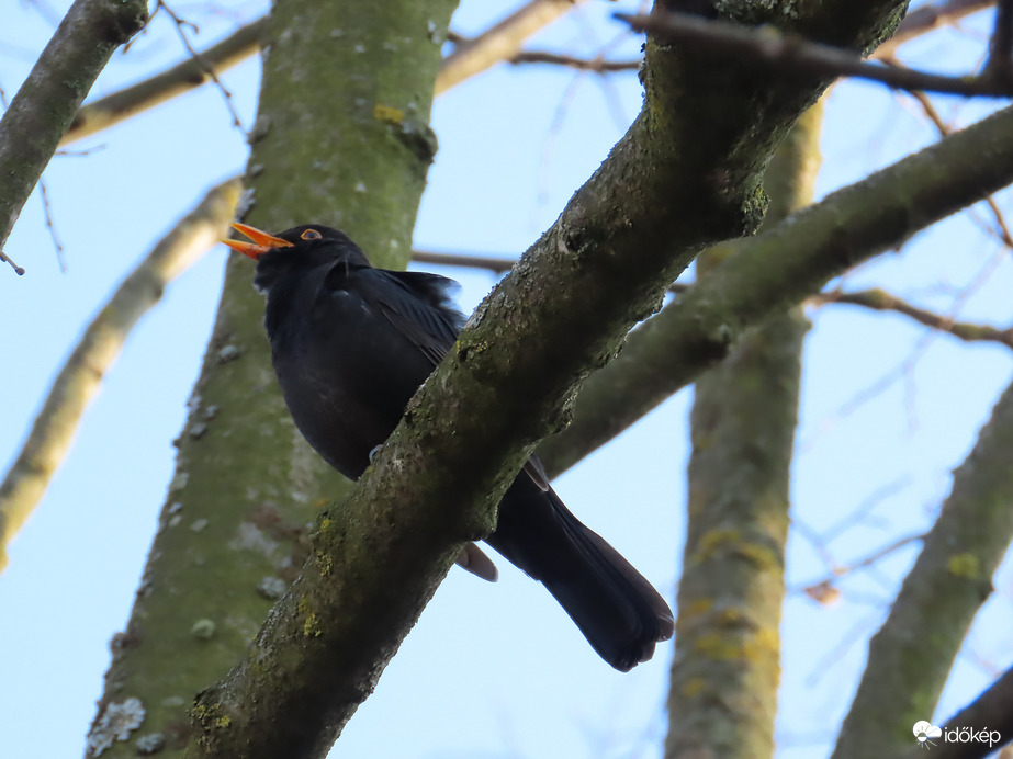 Madárdalos délután