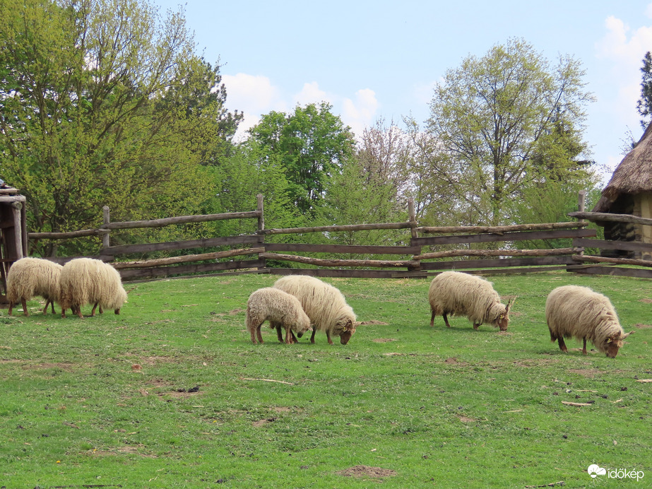 Legelésző Racka juhok