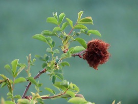 Rózsagubacs a vadrózsán