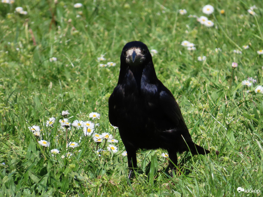 Tudom, hogy figyelsz!