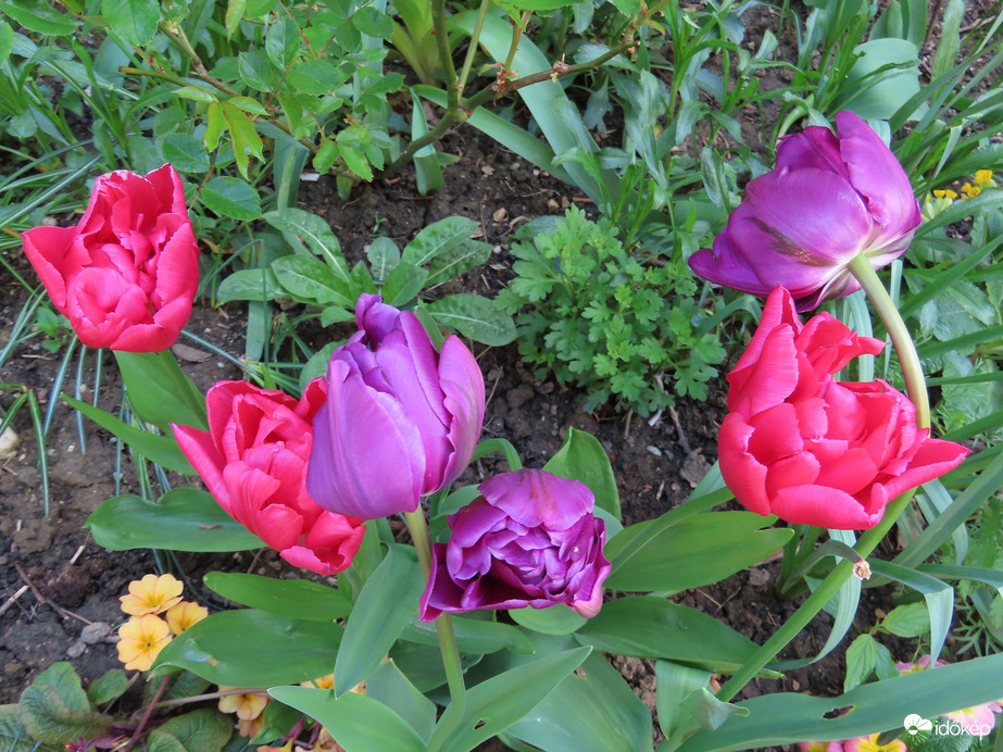 Telt virágú tulipánok