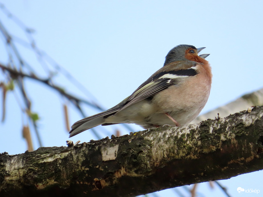 Teli torokból fújom a dalt!