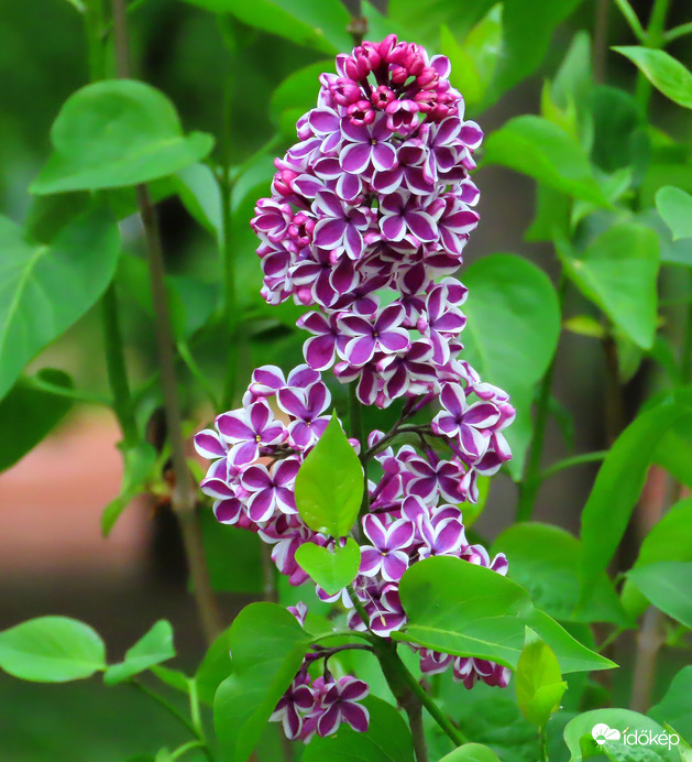 Tarka szirmú orgona 