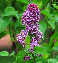 Tarka szirmú orgona 