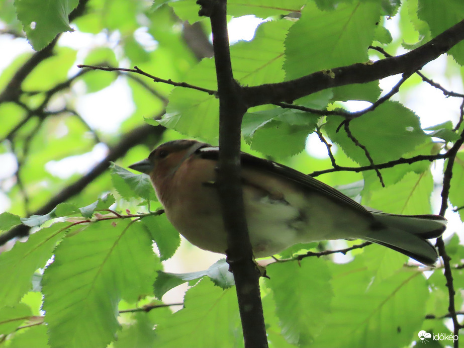 Erdei pinty a lombok között