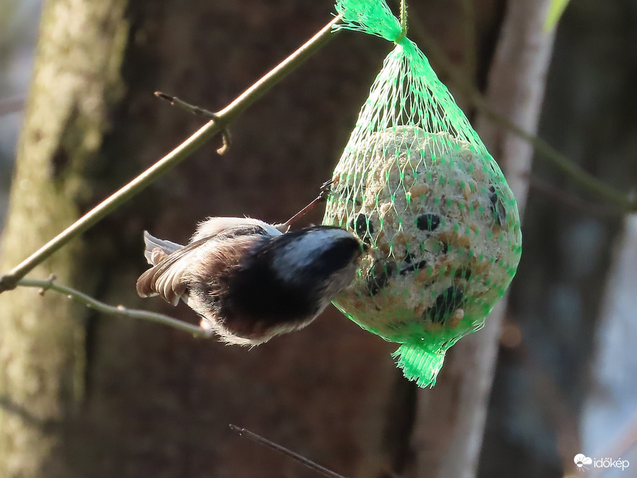 Forog velem, mint a körhinta!