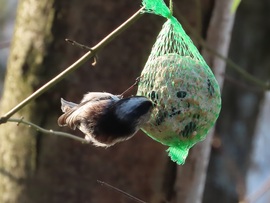 Forog velem, mint a körhinta!