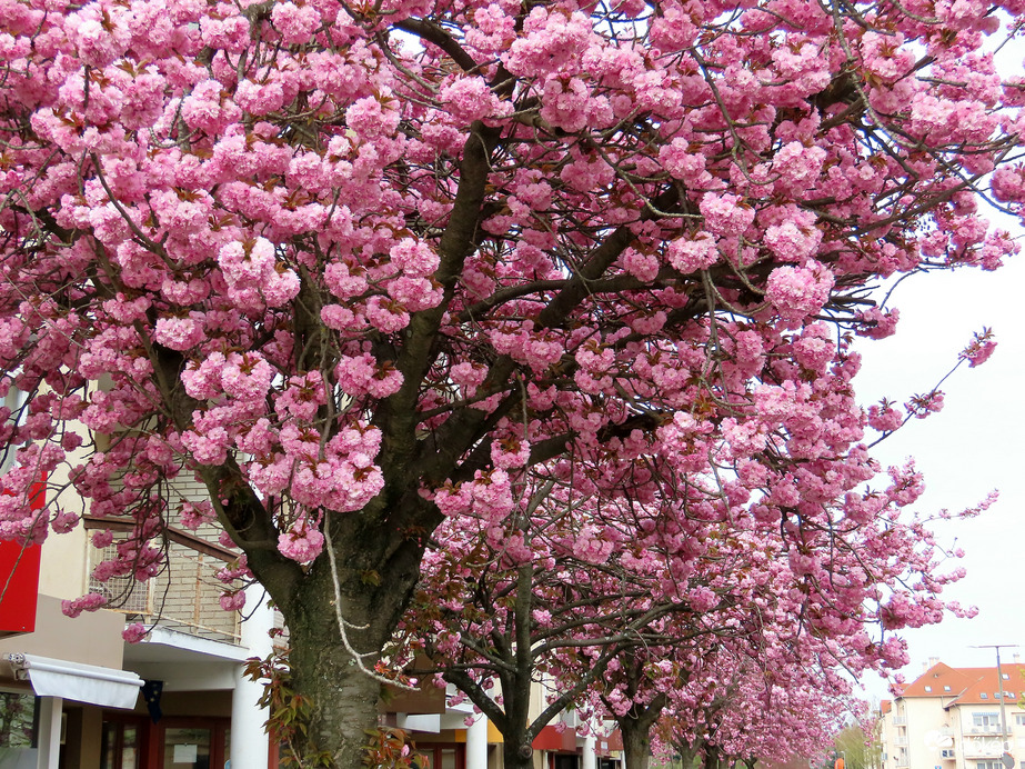 Virágba borult a Japán díszcseresznye az utcánkban