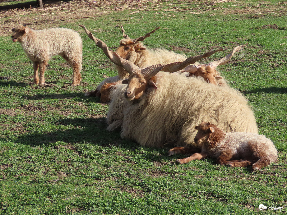 Pihenők és bégető