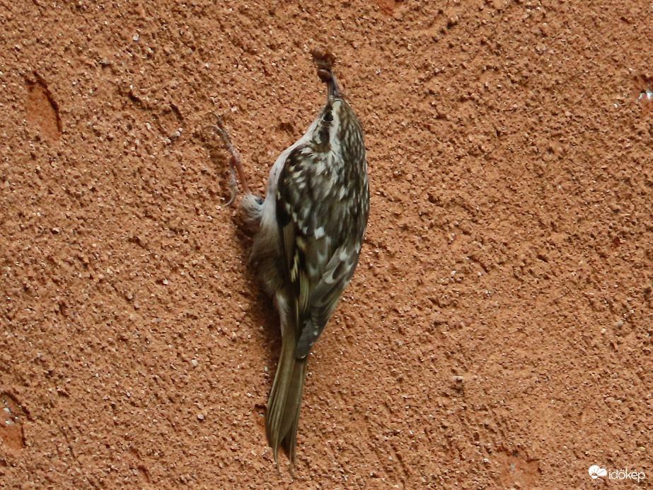 A falmászás bajnoka