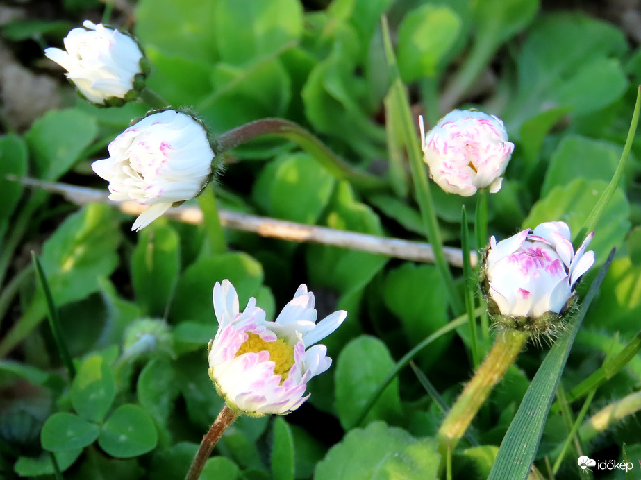 Pihenéshez készülődnek a Százszorszépek