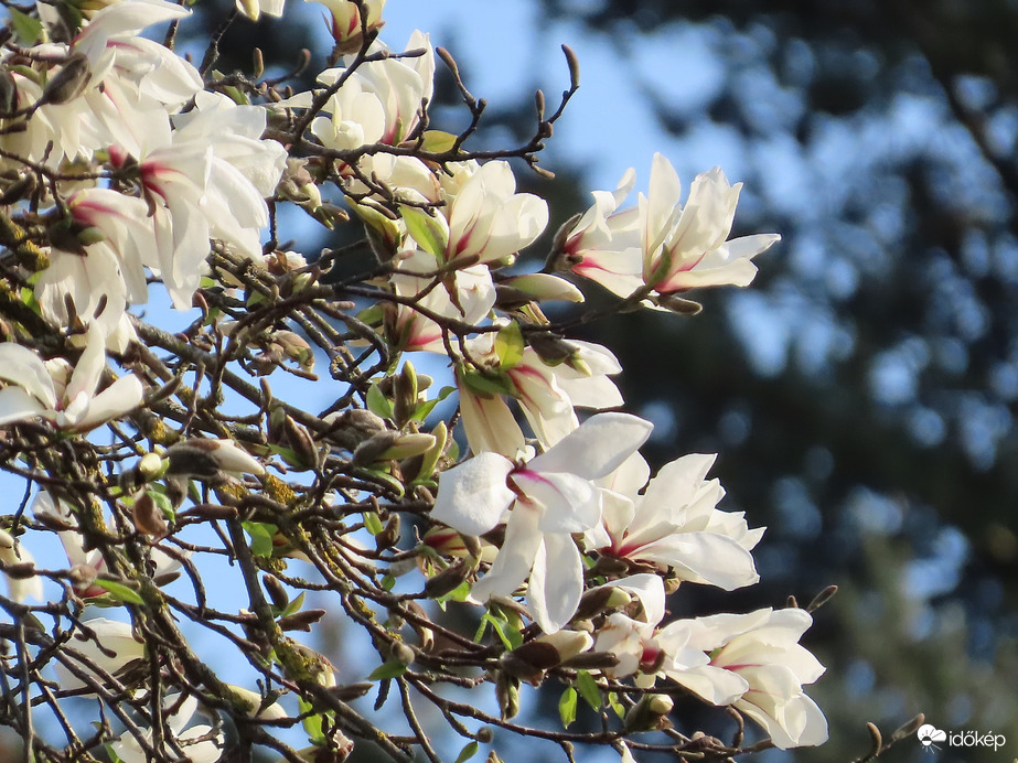 Magnólia