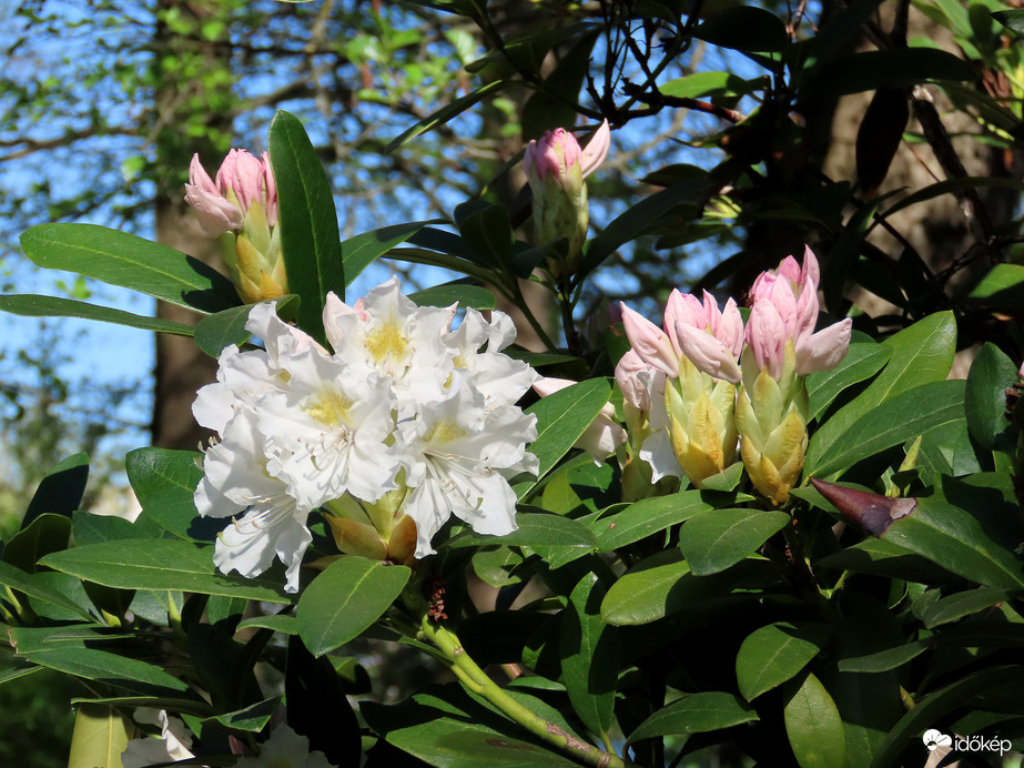 Virágzik a Rhododendron a Csónakázó-tó szigetén