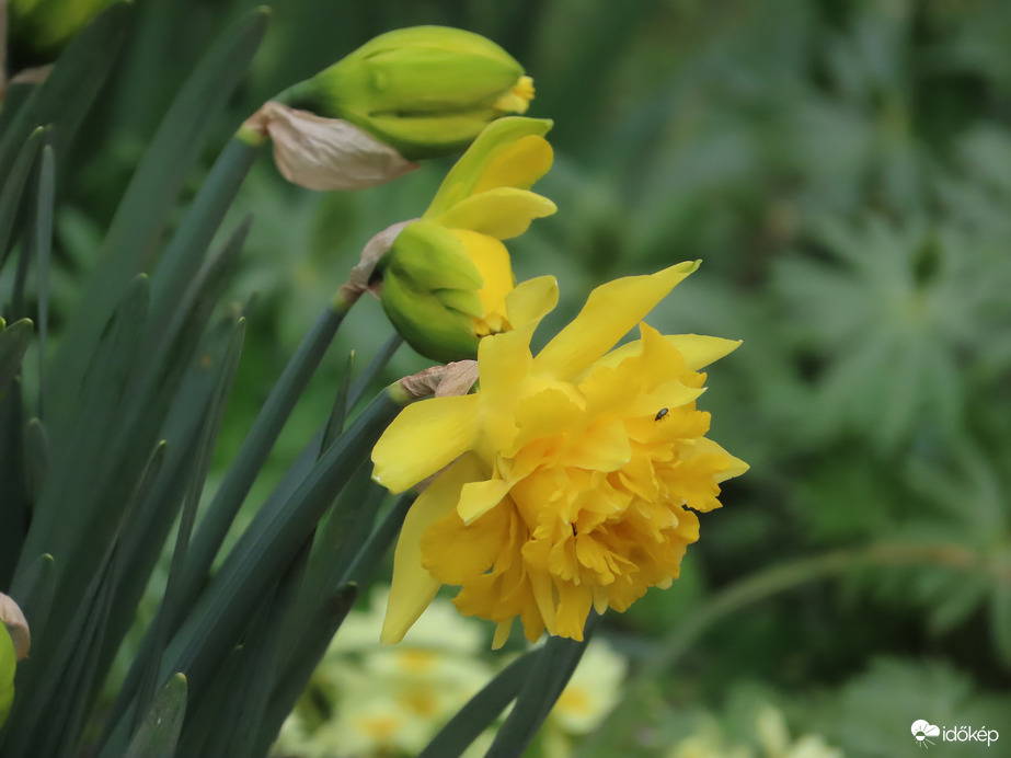 Teltvirágú nárcisz