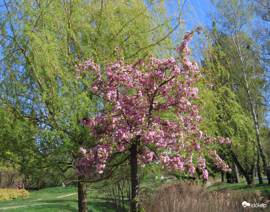 Virágba borult a Japán díszcseresznye az Arany-patak partján