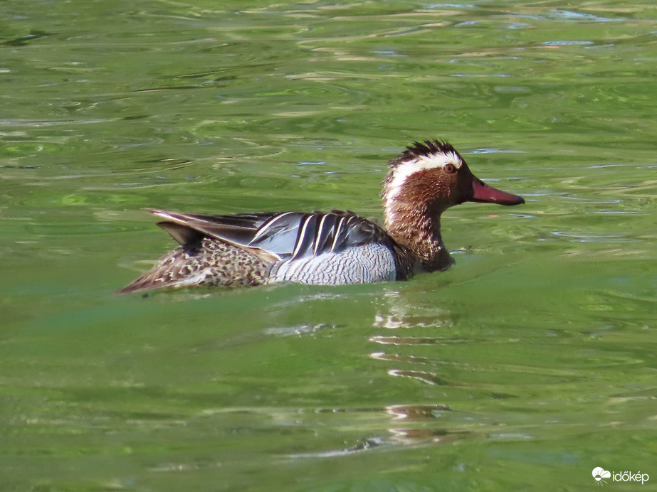 Böjti réce a Csónakázó-tavon