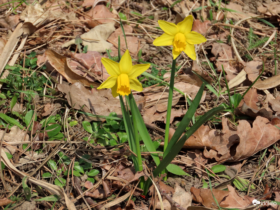 Törpe nárcisz a tó partján